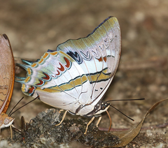Polyura schreiber