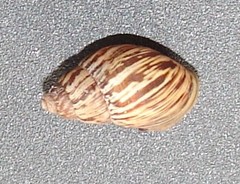 Bothriembryon brazieri