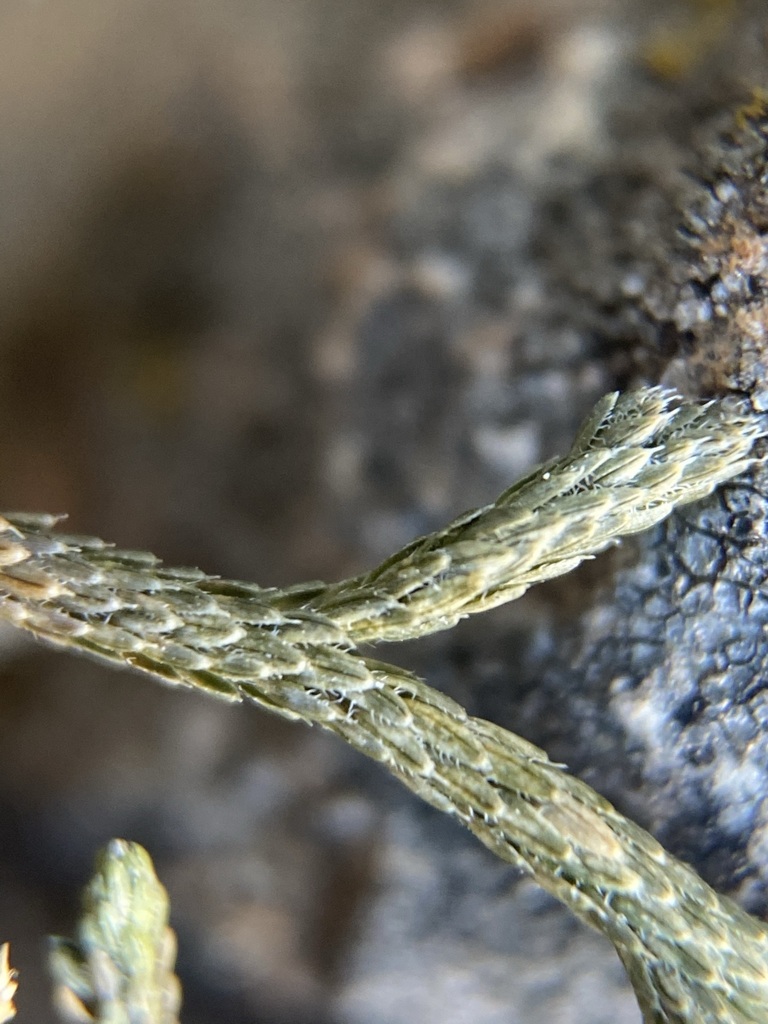 Bluntleaf spikemoss