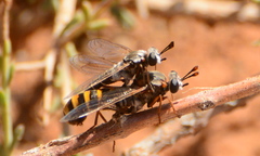 Afroleptomydas