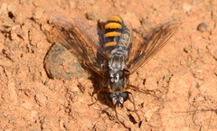 Afroleptomydas