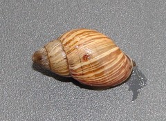 Bothriembryon brazieri