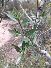 Phillyrea angustifolia