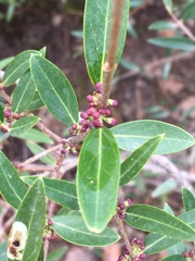 Phillyrea angustifolia