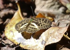 Catuna crithea