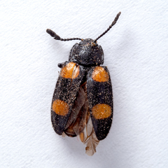 Episcapha xanthopustulata