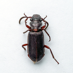 Pseudozaena orientalis