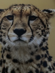 Acinonyx