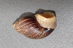 Bothriembryon brazieri