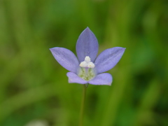 Wahlenbergia marginata