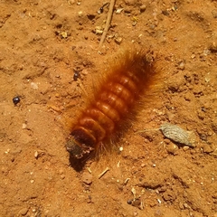 Tetralobus flabellicornis