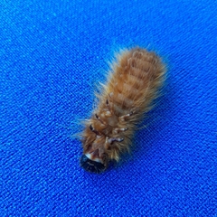 Tetralobus flabellicornis