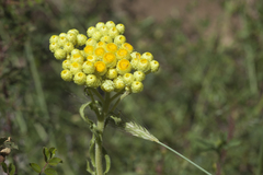 Helichrysum maracandicum