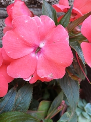 Impatiens