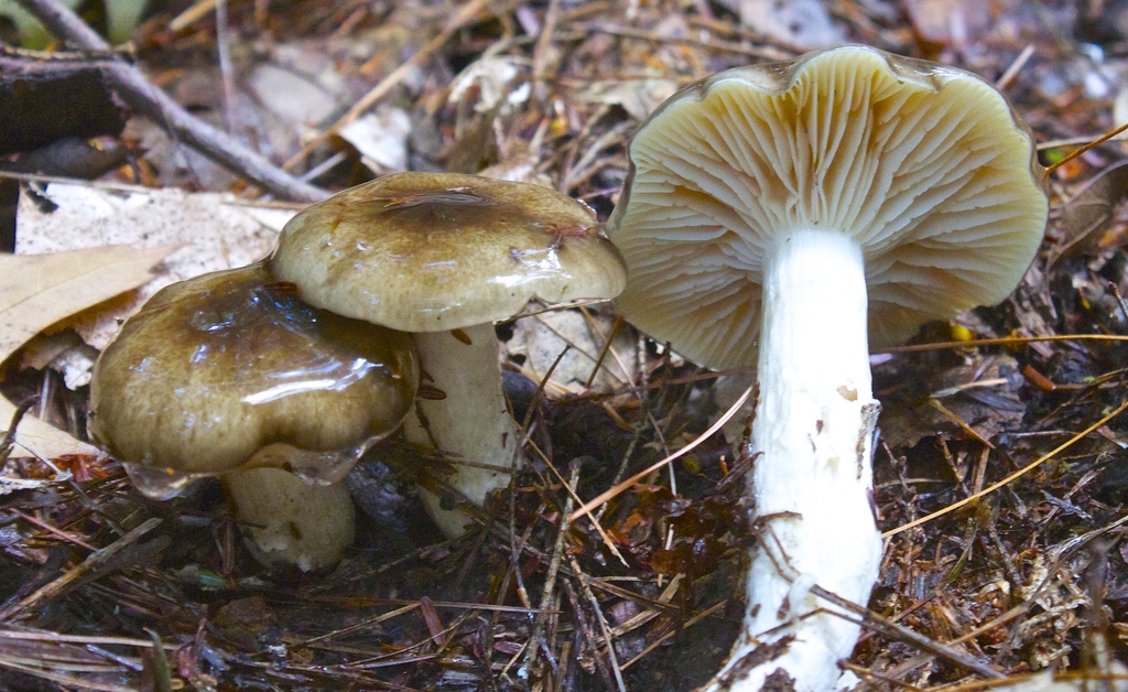 Hygrophorus fuligineus
