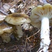 Hygrophorus fuligineus - Photo (c) Fluff Berger, some rights reserved (CC BY-SA), uploaded by Fluff Berger