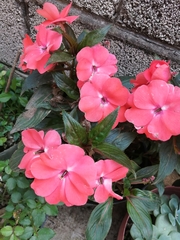 Impatiens