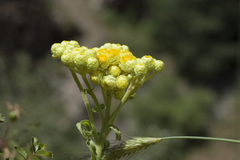 Helichrysum maracandicum