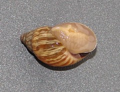 Bothriembryon brazieri