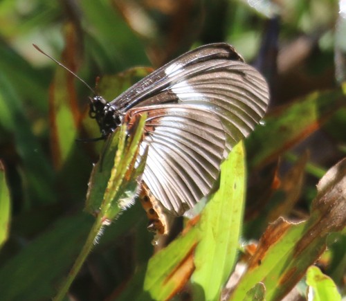 Acraea macarista