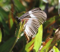 Acraea macarista