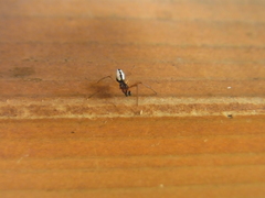 Argyrodes bonadea