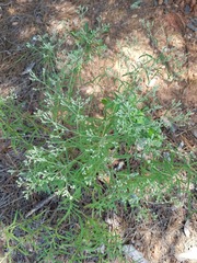 Eupatorium hyssopifolium