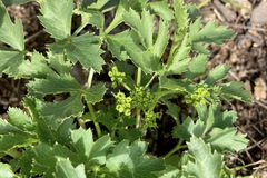 Tauschia arguta
