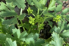 Tauschia arguta