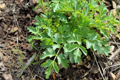Tauschia arguta
