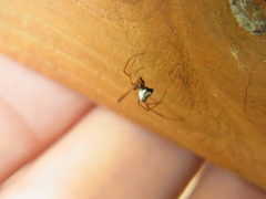 Argyrodes bonadea