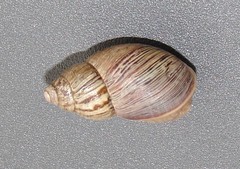 Bothriembryon brazieri