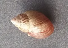 Bothriembryon brazieri