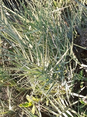 Cristaria glaucophylla