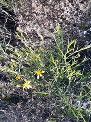 Cristaria glaucophylla