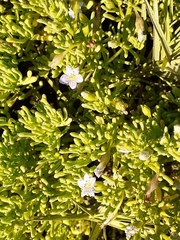 Cristaria glaucophylla