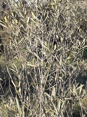 Cristaria glaucophylla