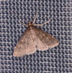Loxostegopsis xanthocrypta