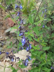 Salvia cuspidata