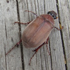 Phyllophaga crinita