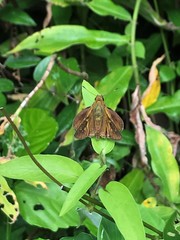 Pelopidas mathias mathias