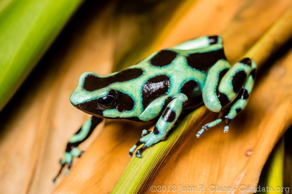 Green And Black Poison Dart Frog Amphibians Of Hawaii INaturalist