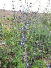 Salvia cuspidata
