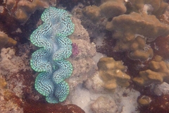 Tridacna
