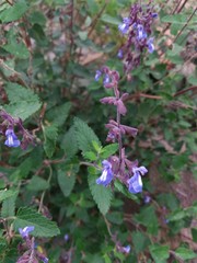 Salvia cuspidata
