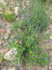 Salvia cuspidata