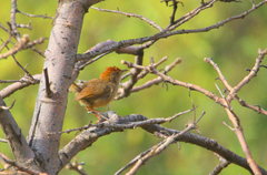 Cisticola fulvicapilla