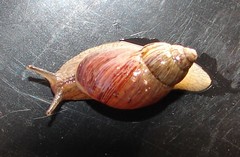 Bothriembryon brazieri