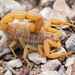 Mediterranean Checkered Scorpion - Photo (c) n_heller, some rights reserved (CC BY-NC)