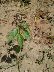 Capsicum annuum